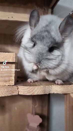 comment ne pas craquer #pets #chinchilla
