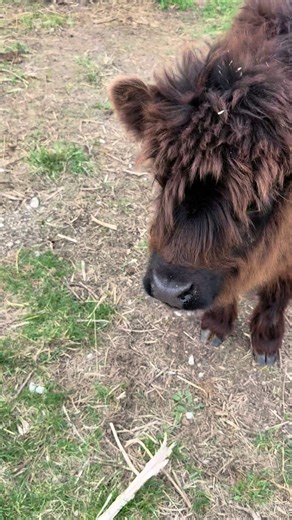 A Little Wind in Her Hair: Fluffy Cow Moments