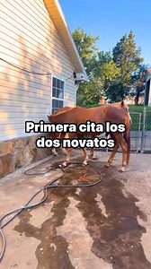 Así se reproducen los caballos celos y montas de caballo yegua en celo #rancho #cerdos #cuartodemilla #appaloosahorse | Rancho La Hermosa MD