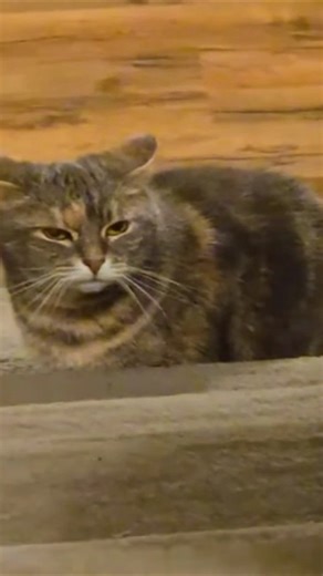 Cats really scare dogs 😂