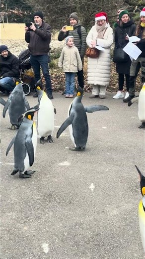 Penguin Walk In Basel Zoo #penguin #penguinwalk #basel #baselzoo #europe #travel #shorts #wildlife
