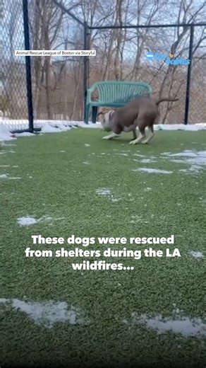 Dogs rescued from shelters during LA wildfires are now up for adoption. ❤️ https://abcnews.link/bHnktBP | Good Morning America