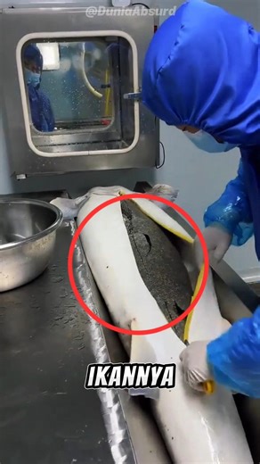 Kenapa Ikan Ini Harus Mati Demi Kaviar?