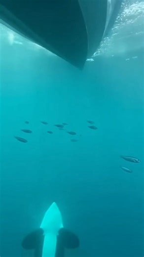 Tourists were filming fish under the boat… The orca thought it was prey — and BOOM! One of the craziest real-life moments caught on camera. #fblifestyle #OrcaAttack #NatureIsWild #TravelUSA #AdventureTime | Ocean Thrills