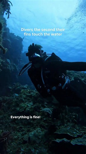 Fins In, Game On: Divers Come Alive the Moment They Hit the Water
