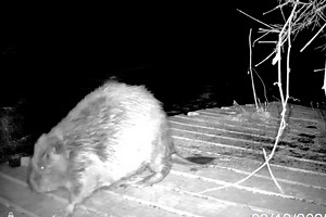 ‘Remarkably Rotund’ Beaver Is a Chicago Celebrity—and Needs a Name