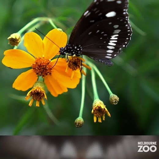 61K views · 9.9K reactions | While our beloved Butterfly House at Melbourne Zoo remains closed for the time being, we caught up with Ectotherms keeper Kate to fill us in on what’s been happening! | Zoos Victoria | Facebook