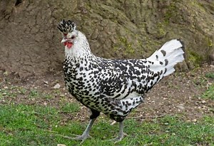 15 Breeds of Chicken with Crazy Hair | With Pictures! - Farm and Chill