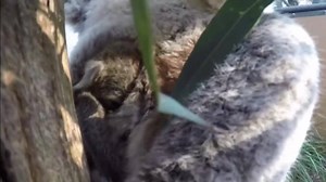 49K views · 1.7K reactions | A baby koala peeks out from mom's pouch at at zoo in Australia | CBC News | Facebook