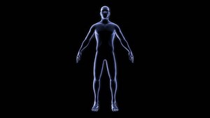 Wireframe scan over female anatomy. Transparent Human Body, 3D render