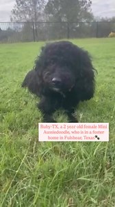 UPDATE: Ruby-TX has been adopted❣ ◼◼◼◼◼ Meet Remarkable Ruby-TX, a 2 year old female Mini Aussiedoodle, who is in a foster home in Fulshear near Houston, Texas. Ruby-Texas can be described as: 💡 Smart 😘 Affectionate 👋🏻 Friendly 🎾 Playful/Athletic ❤️ Sweet/Silly *INQUIRIES SENT THROUGH PETFINDER WILL NOT BE ANSWERED AS WE DO NOT HAVE THE MANPOWER TO RESPOND TO THEM. PLEASE COMPLETE OUR ADOPTION APPLICATION INSTEAD. THE LINK TO OUR ADOPTION APPLICATION IS LOCATED AT THE END OF THIS LISTING* ‼