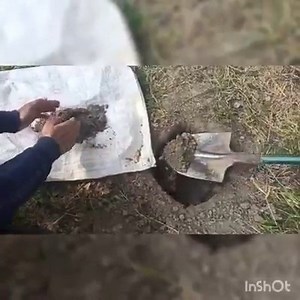 29K views · 233 shares | How to take a Soil Sample from apple orchards. Jibran Fayaz (B Sc Horticulture) explains.#SoilHealth #SoilTest #FertileSoil #soil #nature #organic #agriculture #gardening | JK Krishi Vikas Cooperative Ltd. | Facebook