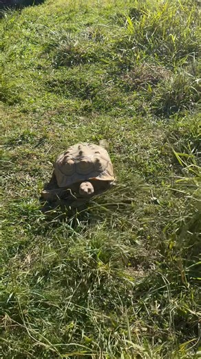 UPDATE: Matilda had been adopted. Have you ever wanted to adopt A Sulcata but you don’t want one that gets big? Matilda is your girl. She is 30 pounds at 30 years old. She is very friendly and loves to follow you around. To adopt her please call or text 530-941-0544. She is located in Anderson California. I will not be answering messages on this thread. | Tortoise Acres Rescue & Sanctuary