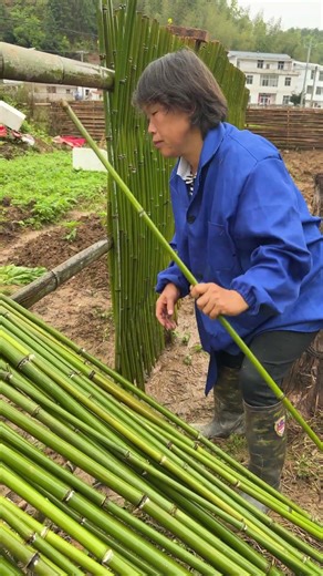 Tutorial de Trabalho Agrícola Tradicional Como Trançar Rapidamente uma Cerca de Bambu