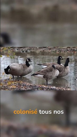 Photographing Canada geese effortlessly #tutorial #animals