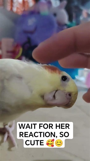 wait for her reaction #cuteanimals #cute