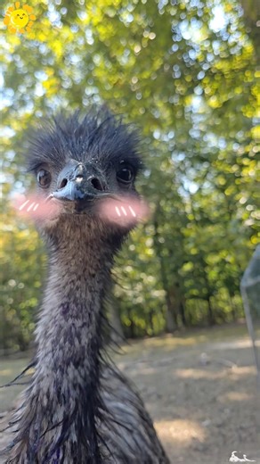 Watch out!Cartoon emu incoming!#funnyanimals #animals #fyp #funny #emu