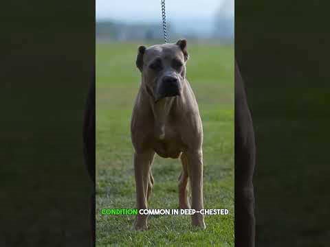 Cane Corso health facts every owner should know