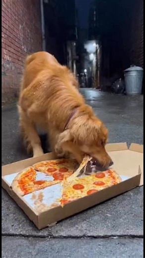 Dog Eats Pizza Like a Pro 🍕🐶 | Funniest Food Lover Ever! #DogEatsPizza #FunnyDog #PetLovers #DogShorts #FunnyPets #ViralShorts #CuteAnimals #PizzaLover #DogMeme #FunnyVideo #YouTubeShorts #AnimalComedy #DogLife #PetVideo | Petify