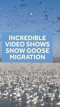Incredible video shows birds as far as the eye can see during Snow Goose migration at Loess Bluffs