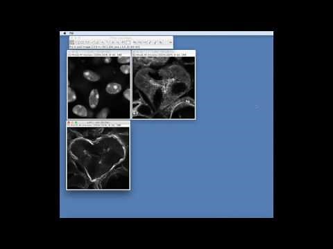 FIJI: Merge channels