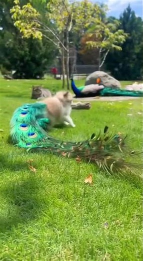 The Cute Peacock Kitten: What Cat-Peacock Crossbreeding Looks Like