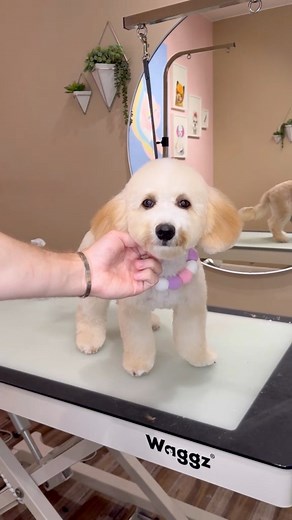 Penny the Puddy Dandelion 😂 🥰 #dogs #dogsbylogan #dog #doggrooming #doggroomer #sandiego #puppy #funnydogs #cutedogs | It’s Trippy TV