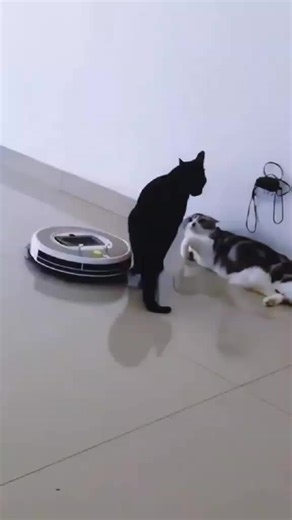 Clingy Cats: The Funniest Moments