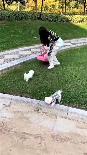 I took the dogs home.#Teacup Dog #Pomeranian #Pomeranian Shunsuke
