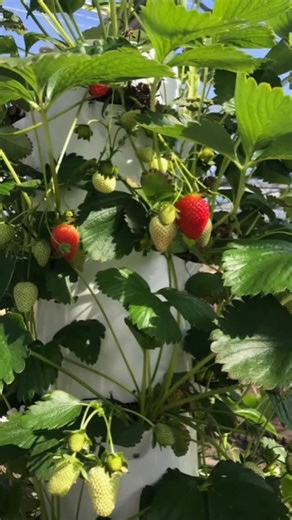 ¡Mira estas fresas cultivadas en hidroponía! 🌱🍓 Frescas, jugosas y llenas de sabor. ¿Te gustaría aprender cómo cultivarlas? 👉 Sígueme y comenta "FRESA" para recibir más información. ¡Déjame saber si quieres tips de cultivo! 💬👇 #Hidroponía #Fresas #CultivoUrbano | Huerto Hidroponia