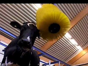 Aktywne czochradło dla krów