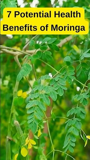 7 Powerful Health Benefits of Moringa You Need to Know! 🌿