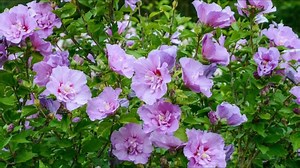 Best Rose of Sharon Varieties | Gardening & Home