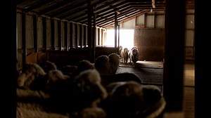 Shearing Merino sheep, Central Otago, NZ