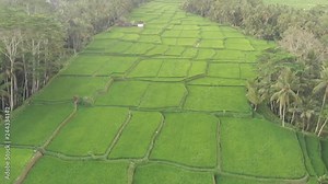Fly over the rice terraces. Rice terraces are like a road in the middle of the jungle.