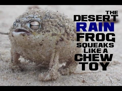 Desert Rain Frog Facts - The Precious Living Squeak Toy - Animal a Day