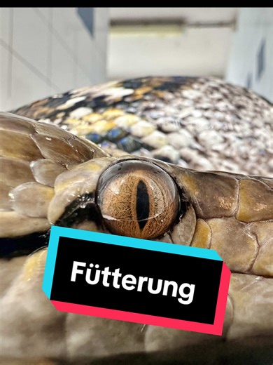 Fütterung unserer großen Riesenschlangen in Aachen