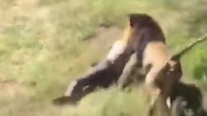 VIDEO | Cual si fuera su presa, león atrapa y arrastra a hombre en safari