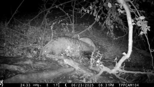 A Giant Pangolin pup revealed! An intimate camera trap sighting of a mother Giant Pangolin with her newborn pup has been shared by our conservation partner, The Pangolin Project. The exciting news marks a profound success for their ongoing conservation efforts. In a secure section of forest where electric fences have been removed, this new birth serves as an indicator that habitat protection strategies are effective and that the pangolin population is not only surviving but also actively reprodu