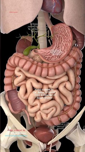 Inside the Living Anatomy | The Human Body in 3D!