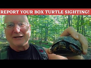 Many states have links for reporting Eastern Box Turtle sightings: a species of concern!