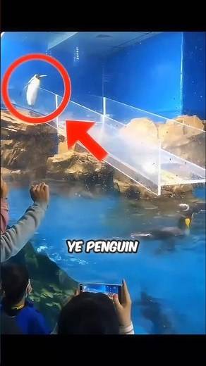 PENGUIN FUNNY FAIL
