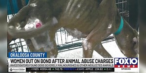 Florida Animal Workers describe abuse: "Some of the worst we have ever seen"