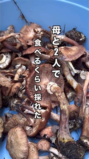 【旅するナースのしずく旅】雨上がりのきのこ採り 落葉きのこボリボリ採れました❣️
