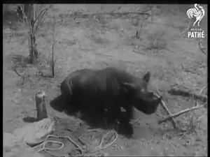 Operation Noah by Inspiration Zimbabwe