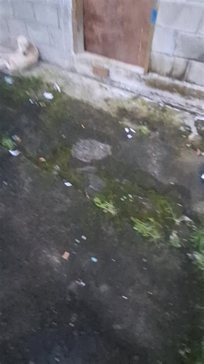 My niece Sister Aiono is loving the lords work in American Samoa. Just a clip of her and her companion singing Happy Birthday to Brother Jeremiah. They didn’t have money for a cake but the donuts were just as good lol #LDSMission #MapusagaTutuilaMission