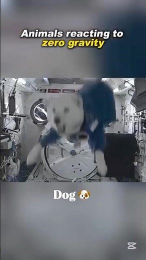 Funny Animals in space #space #astronauts #iss
