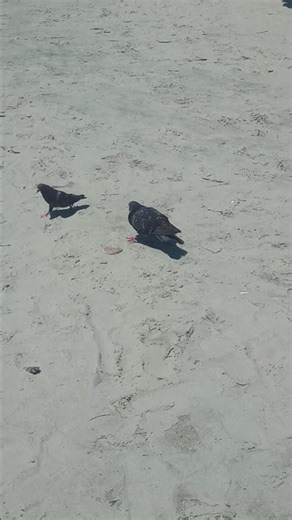 Duas aves dançando na areia