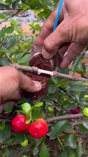 Multiply Plants Fast with Air Layering 🍒 | Easy Bonsai & Fruit Growing Trick