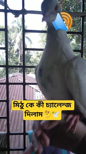 মিঠু কি আঙ্গুলে বসতে পারবে?🕊️🤔#pigeon #pigeonhouse #bird #কবুতর #trend #shorts @whitepigeonyt472